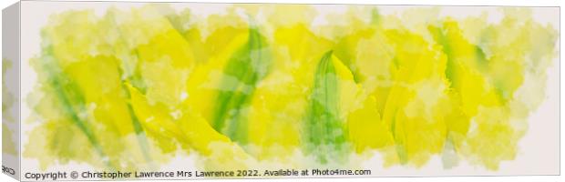 Yellow Tulip Panorama Canvas Print by Christopher Lawrence Mrs Lawrence