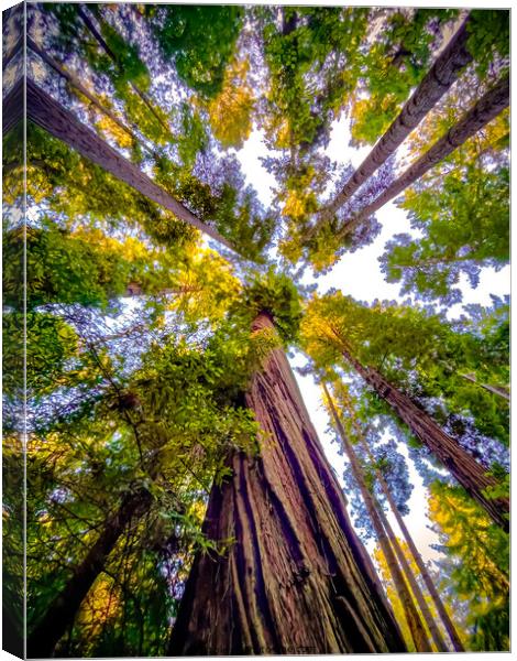 Redwood canopy view Canvas Print by Sam Norris