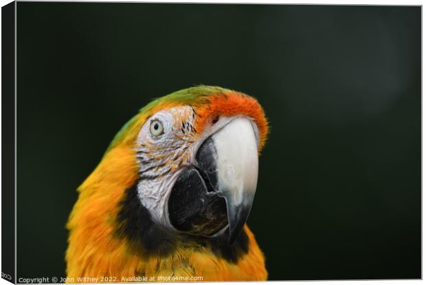 Macaw Parrot headshot Canvas Print by John Withey