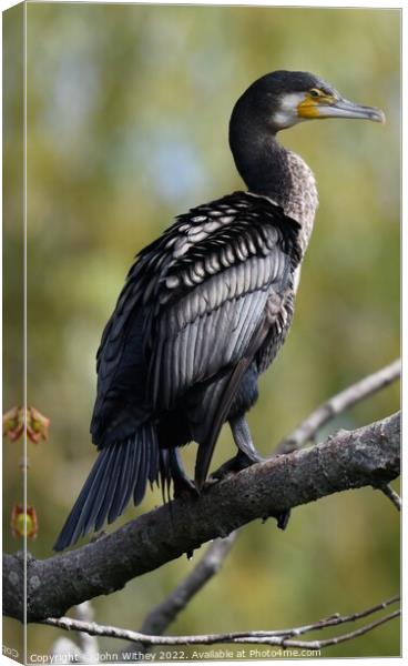 Cormorant sat on branch Canvas Print by John Withey