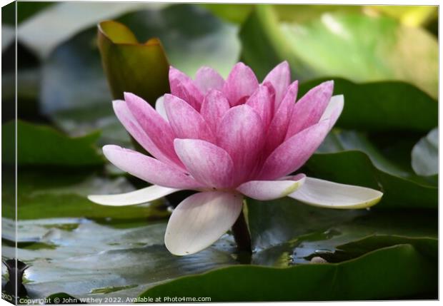 Lily and Lily pads on the water Canvas Print by John Withey