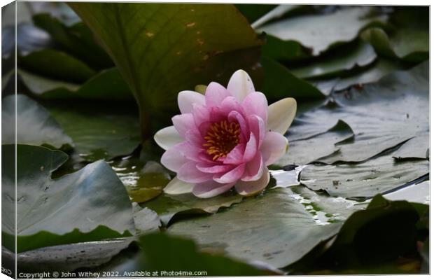 Lily and Lily pads Canvas Print by John Withey