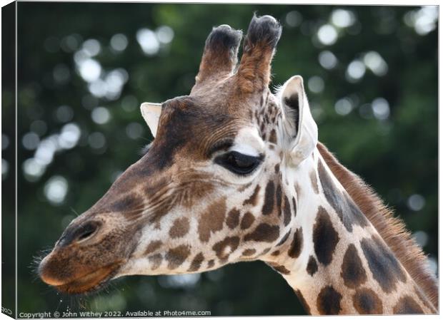 A close up of a giraffe with its mouth closed Canvas Print by John Withey