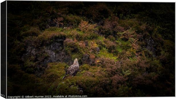 White-Tailed Eagle: Scotland's Sky Titan Canvas Print by Gilbert Hurree