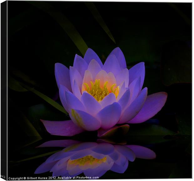 Water Lilly Canvas Print by Gilbert Hurree