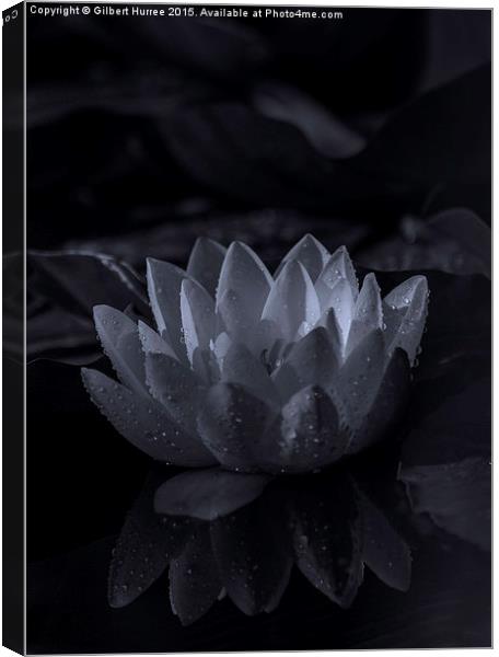 Water Lily Canvas Print by Gilbert Hurree