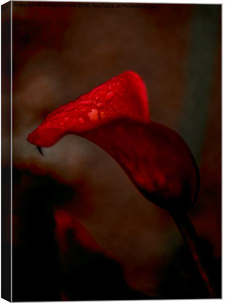  Red Calla Lily Canvas Print by Gilbert Hurree