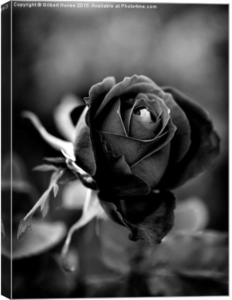 The Noir Remembrance Bloom Canvas Print by Gilbert Hurree