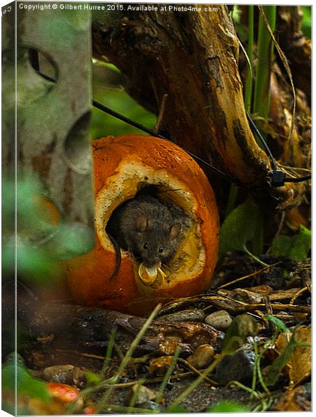  The Wood Mouse Canvas Print by Gilbert Hurree