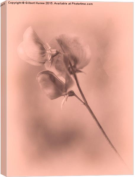 Sweet peas Arty Canvas Print by Gilbert Hurree