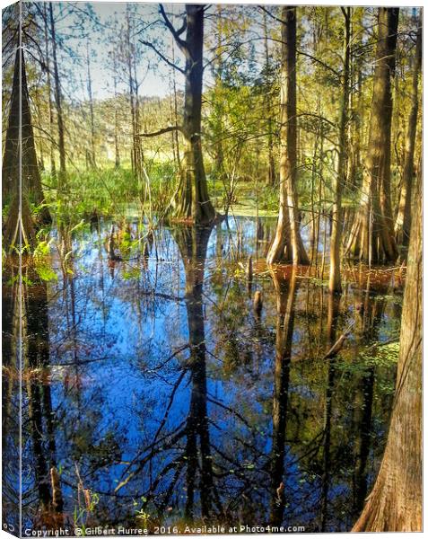 Corkscrew Swamp Florida Canvas Print by Gilbert Hurree