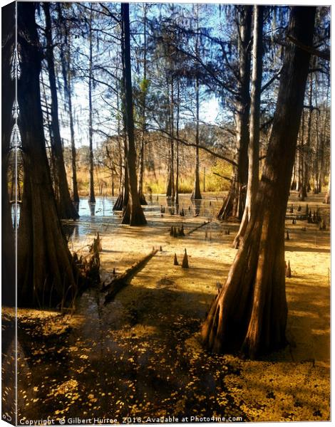 Serene Sojourn: Florida's Corkscrew Swamp Canvas Print by Gilbert Hurree