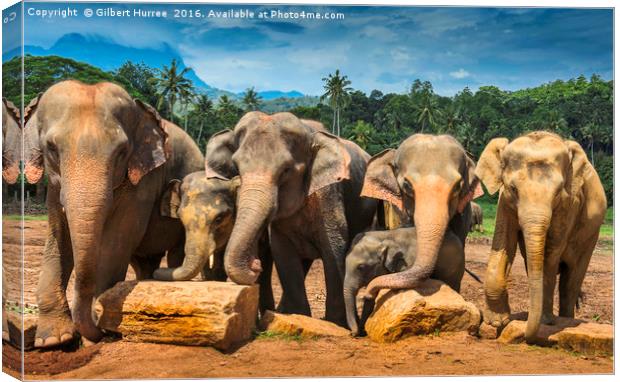 Enchanting Elephant Haven: Sri Lanka Canvas Print by Gilbert Hurree