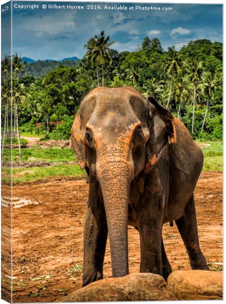 'Sri Lanka's Elephant Haven' Canvas Print by Gilbert Hurree