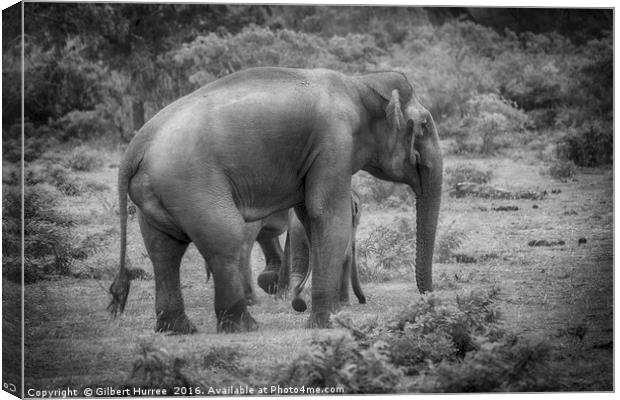 Endangered Sri Lankan Elephant Kinship Canvas Print by Gilbert Hurree