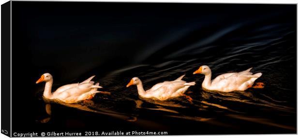 Serene Trio: India's Aquatic Ballet Canvas Print by Gilbert Hurree
