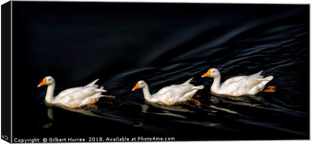 Trio of Serenity: Indian White Ducks Canvas Print by Gilbert Hurree