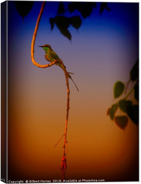 The Vibrant Indian Bee-Eater Portrait Canvas Print by Gilbert Hurree