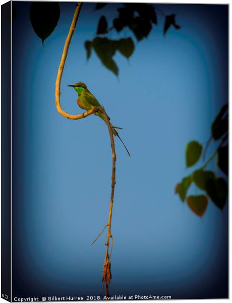 Dazzling Indian Bee-Eater Portrait Canvas Print by Gilbert Hurree