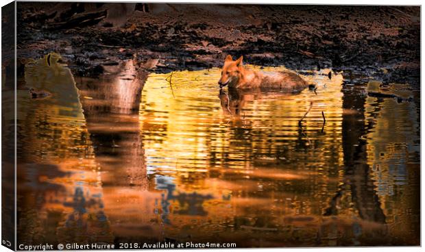 Intriguing Canid of Asia: The Dhole Canvas Print by Gilbert Hurree