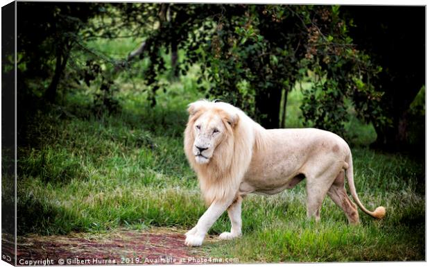 The Elusive White Lion: A Conservation Tale Canvas Print by Gilbert Hurree