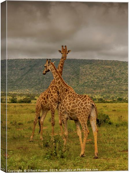 Serene Giraffe's Habitat in Entabeni Canvas Print by Gilbert Hurree