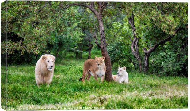 Endangered White Lions: A Captivating Glimpse Canvas Print by Gilbert Hurree