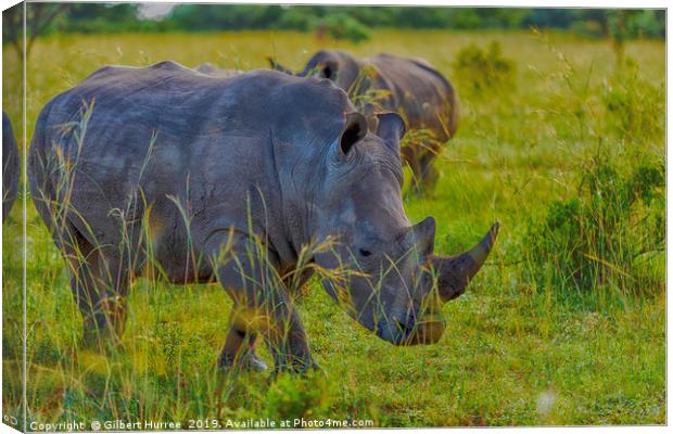 Illustrious African Rhino: Entabeni's Pride Canvas Print by Gilbert Hurree