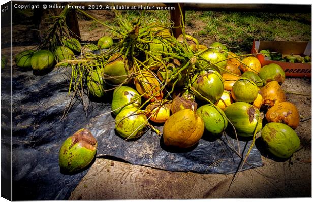 Tropical Allure: Mauritius' Verdant Coconuts Canvas Print by Gilbert Hurree
