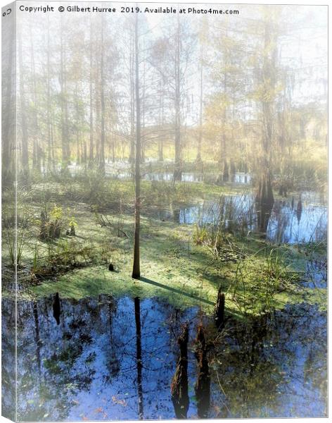 Cypress Haven: Corkscrew Swamp Sanctuary Canvas Print by Gilbert Hurree