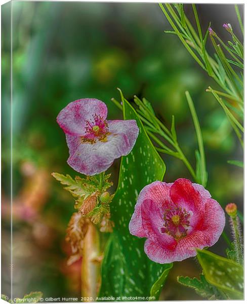 Pink Poppies Canvas Print by Gilbert Hurree