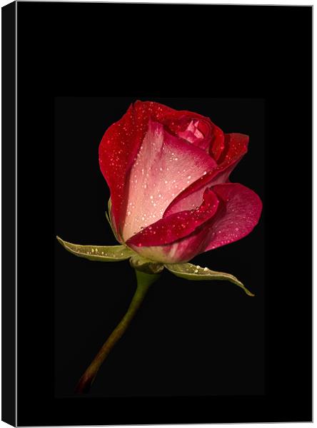Romantic Echoes of the Scarlet Rose Canvas Print by Gilbert Hurree
