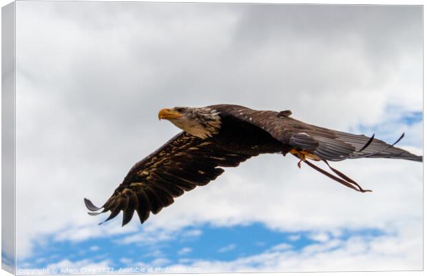 Majestic Eagle Soaring High Canvas Print by Adam Clare