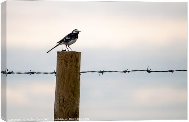 Majestic Wagtail on a LilyTopped Perch Canvas Print by Adam Clare