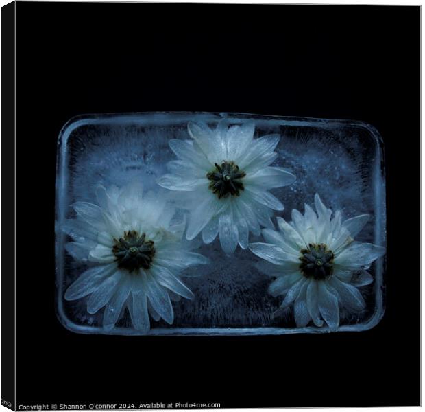 Flowers in ice Canvas Print by Shannon O'connor