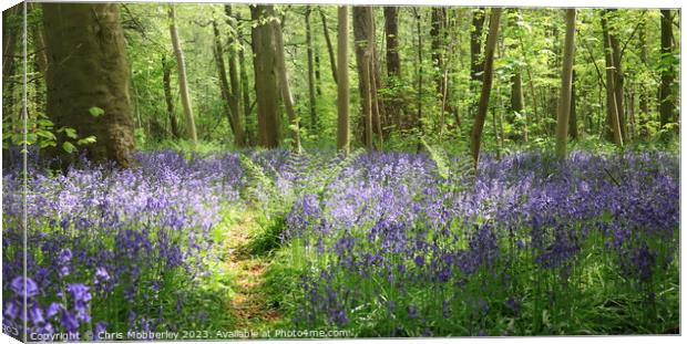 Bluebells Canvas Print by Chris Mobberley