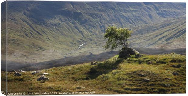 Lone Tree near Loch Cluanie, Scotland Canvas Print by Chris Mobberley