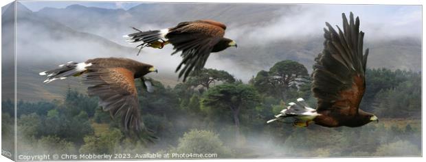 Three Harris Hawks hunting Canvas Print by Chris Mobberley