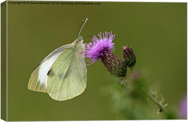 Flutterby Canvas Print by Richard Mitchell