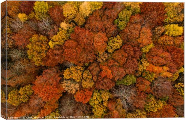 Autumn Trees Canvas Print by Chris Gurton