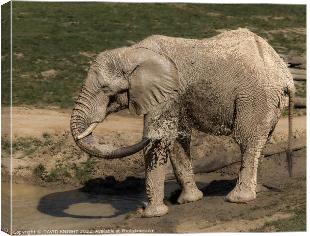 Elephant having shower Canvas Print by DAVID KNIGHT