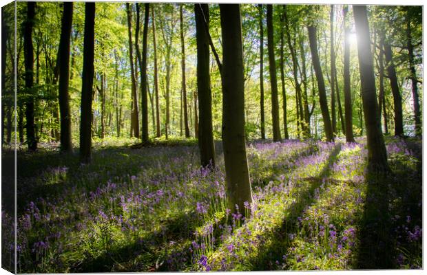 Bluebells In The Woods Canvas Print by Apollo Aerial Photography