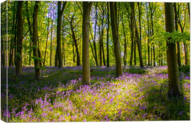 English Bluebell Wood Canvas Print by Apollo Aerial Photography