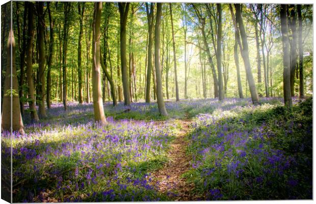 English Bluebell Wood Canvas Print by Apollo Aerial Photography