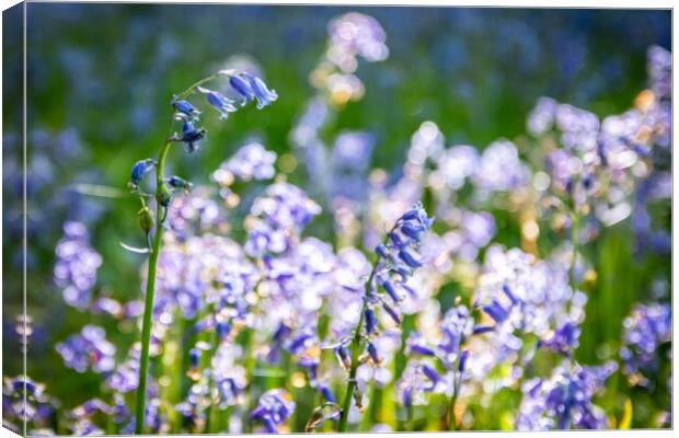 Bluebells In The Sunlight Canvas Print by Apollo Aerial Photography
