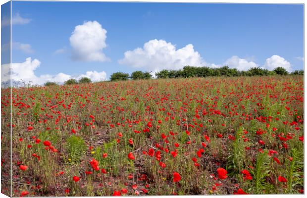 English Poppy Field Canvas Print by Apollo Aerial Photography