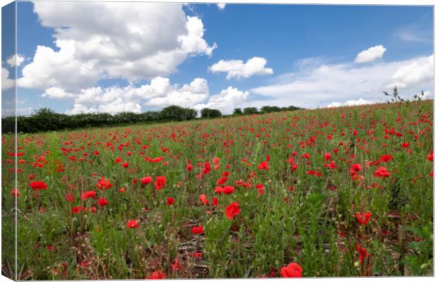 Poppy Field Landscape Canvas Print by Apollo Aerial Photography