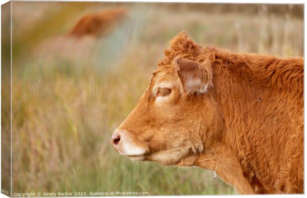 A brown cow standing on top of a grass covered field Canvas Print by Kirsty Barber