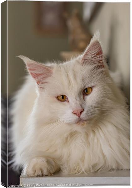 Maine Coon Cat Canvas Print by Kirsty Barber