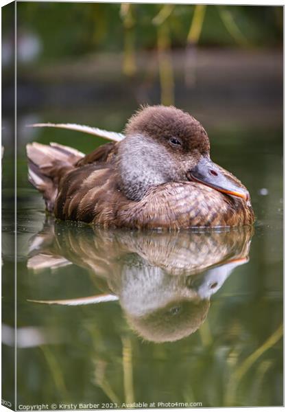 Duck swimming on a pond Canvas Print by Kirsty Barber